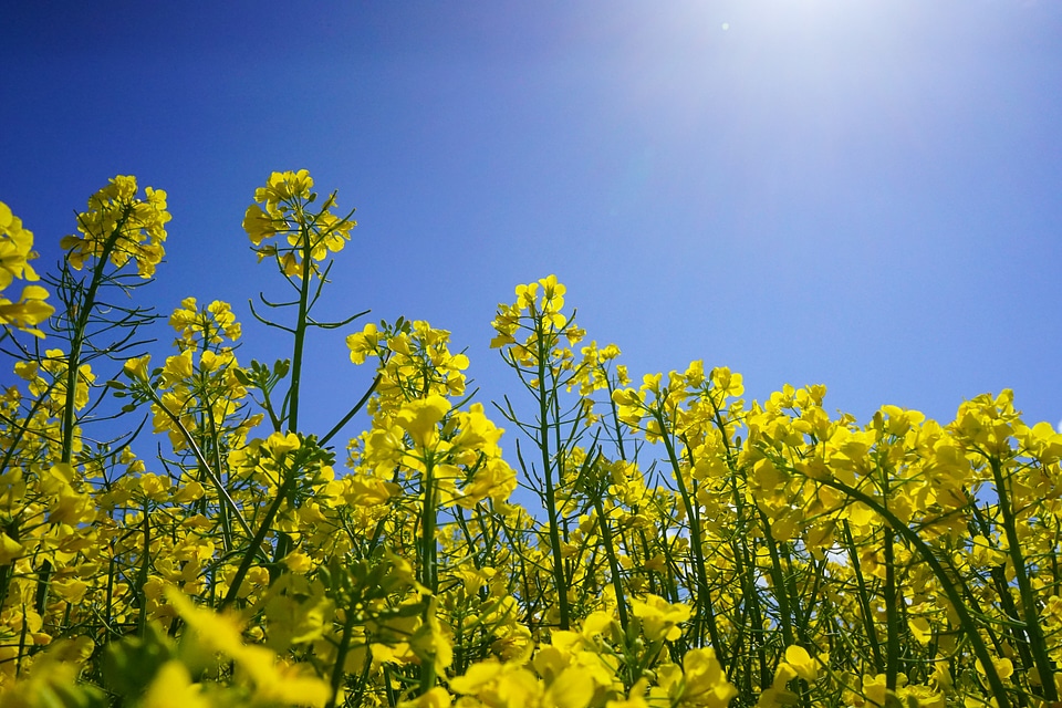 Yellow flowers plant