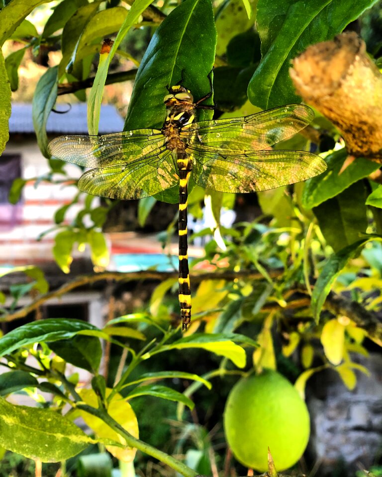 Citrus fruit nature photo