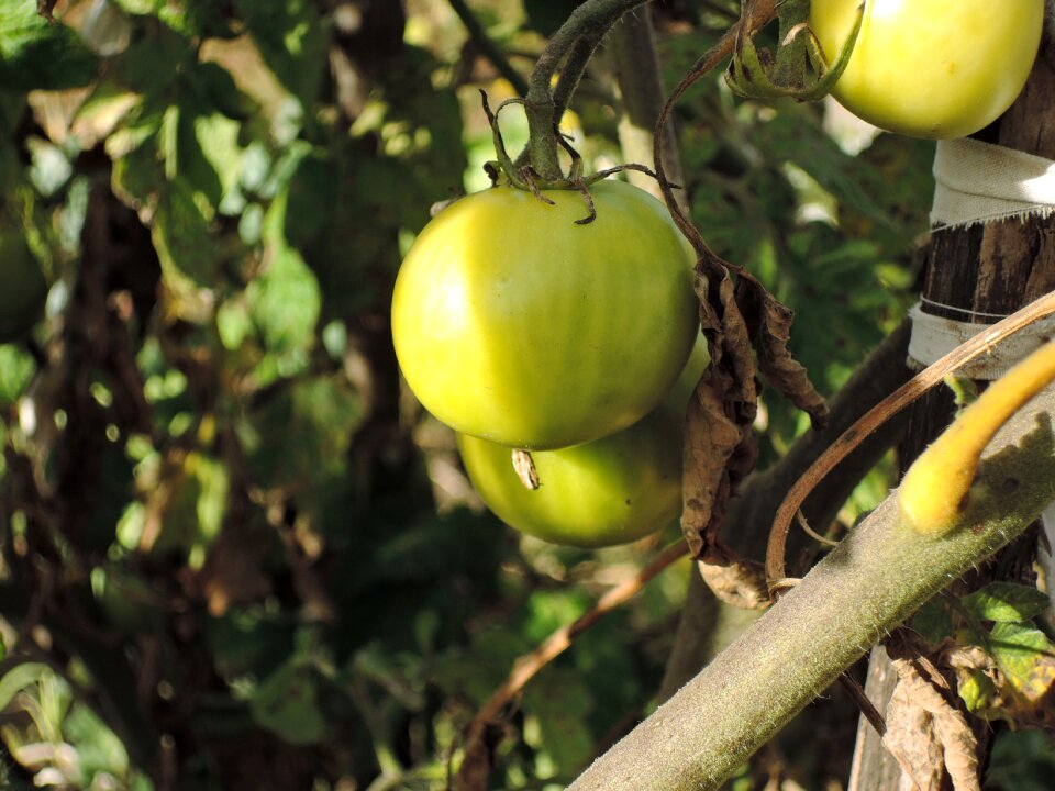 Vegetables green unripe