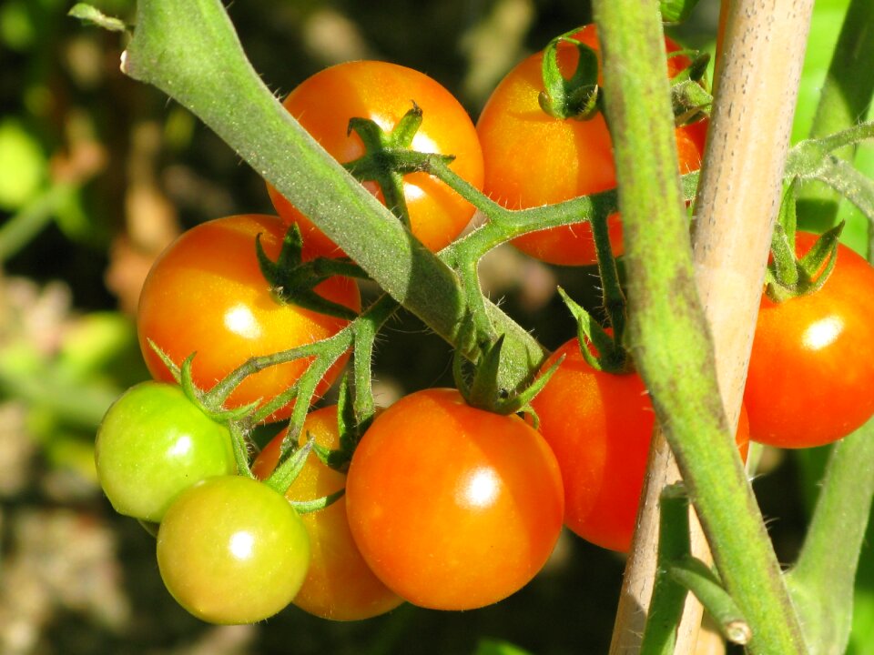 Vegetables tomato green