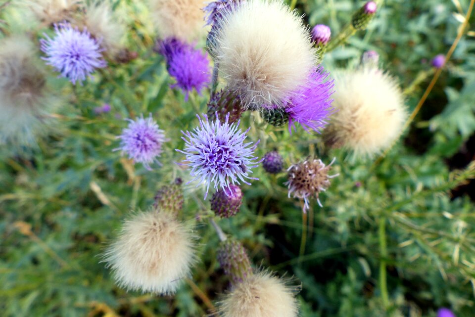 Flowers wild spring