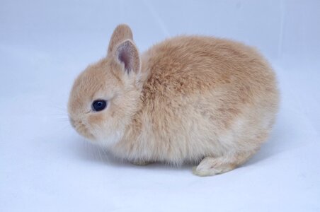 Cute bunny pet