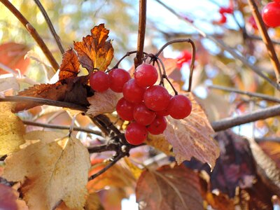 Red vitamins ripe