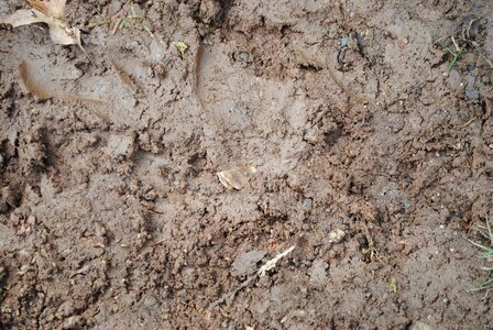 Earth ground texture