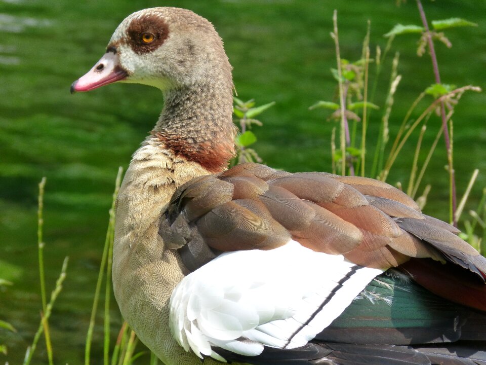 Goose nature water bird