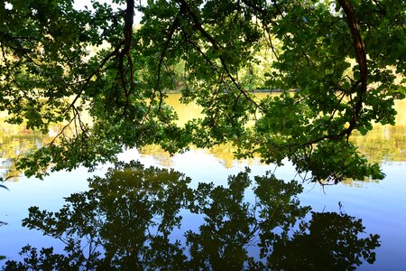 Park lake greiz mirroring