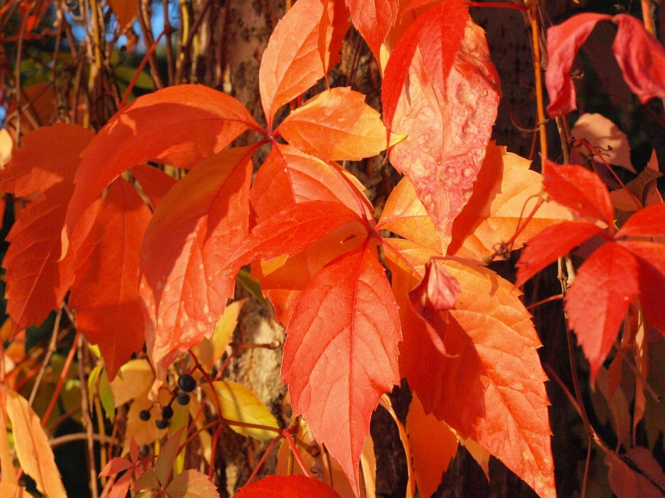 Autumn fall foliage colorful leaves