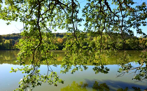 Park lake mirroring greiz