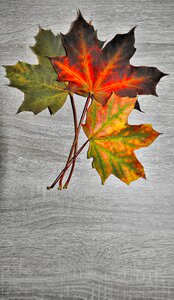Colored nature color