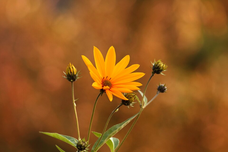 Sunflower baking plant