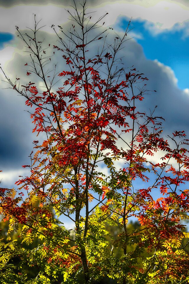 Outdoor autumn fall