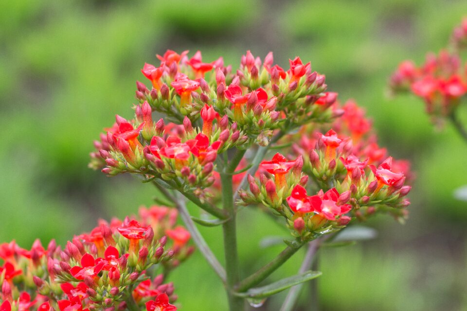 Bryophyllum pinnatum medicinal burns tree of life