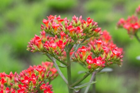 Bryophyllum pinnatum medicinal burns tree of life