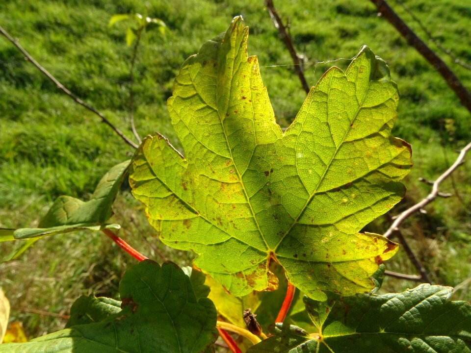 Nature plant plants