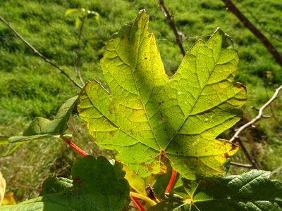 Nature plant plants