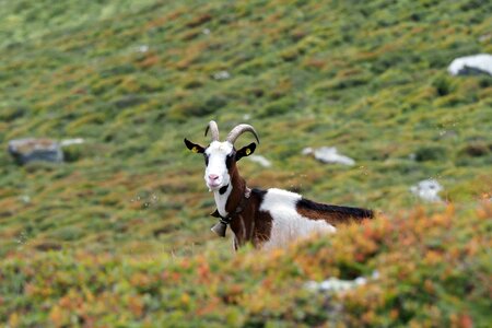 Mountain goat pasture grass photo