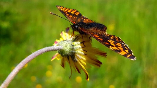 The field nature photo