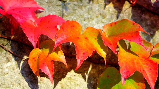 Autumn fall foliage fall leaves