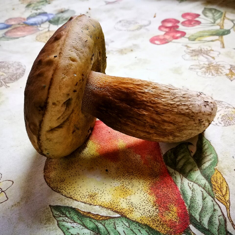 Fungus autumn edible