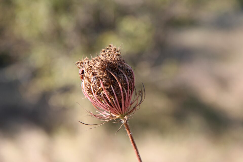 Flowers dry grasses seeds