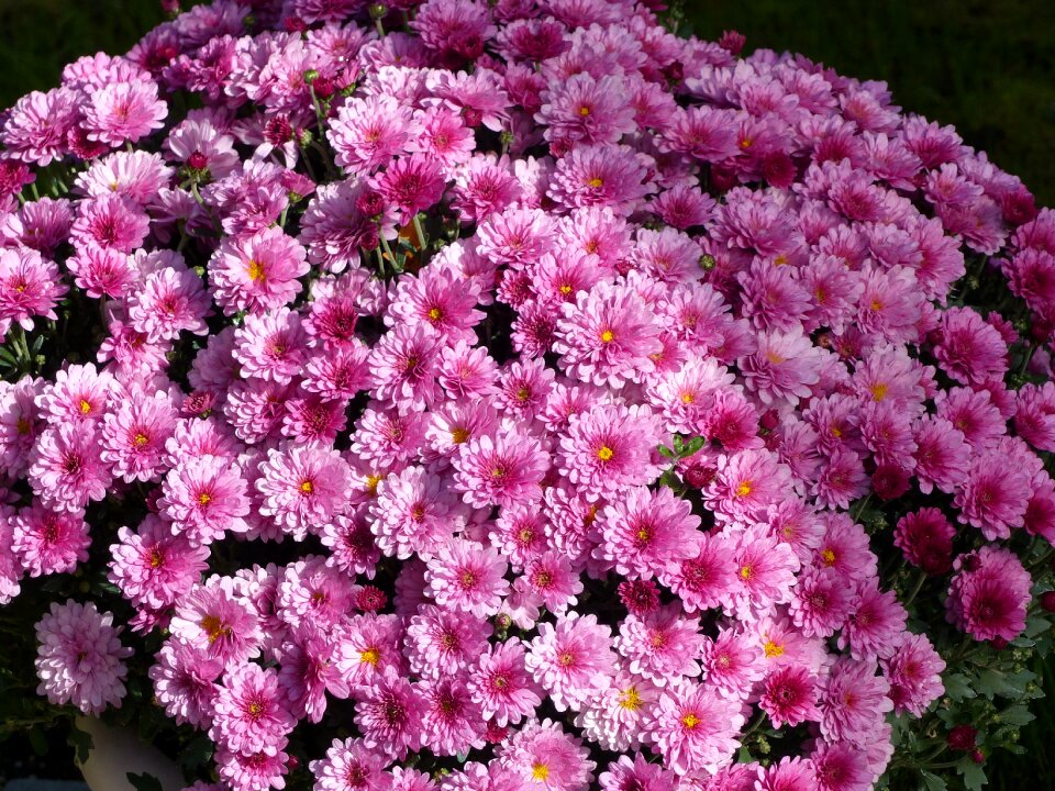 Color autumn pot