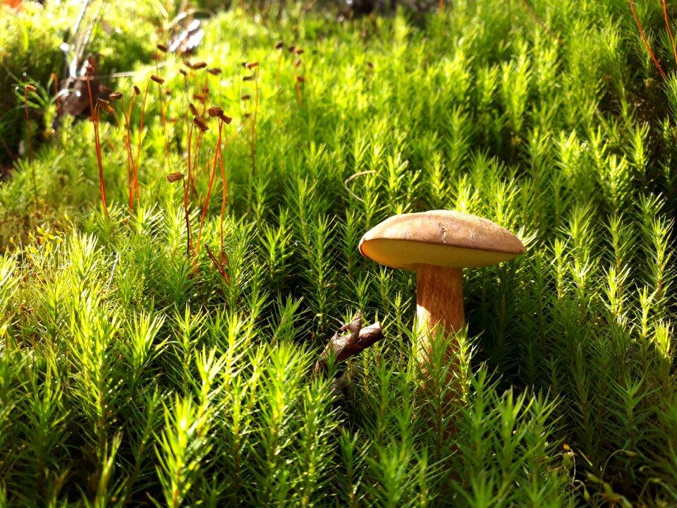 Little mushroom moss grass