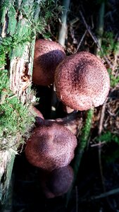 Moss forest autumn