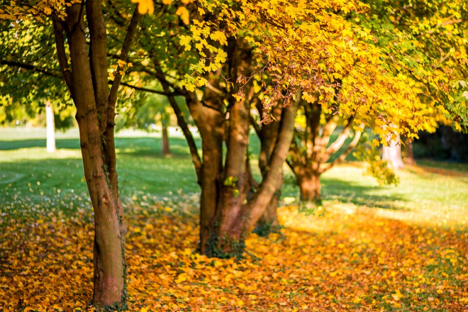 Trees leaves october
