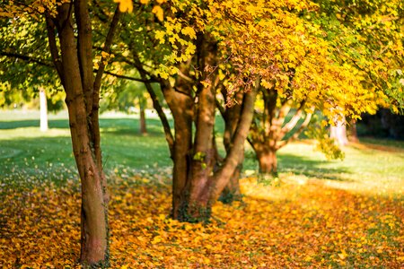 Trees leaves october
