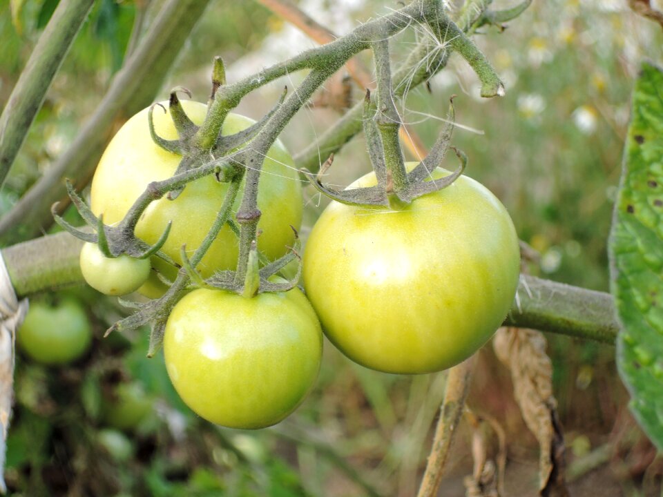 Vegetables green unripe