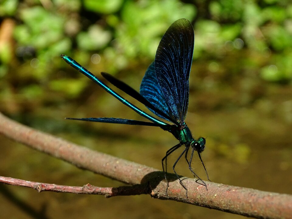 Macro water nature