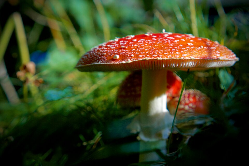 Forest nature red