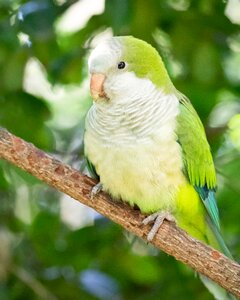 Bird animal green photo