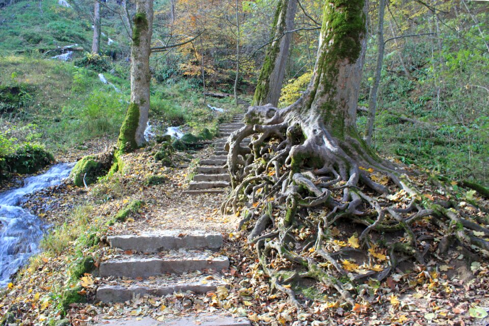 Away trail forest path