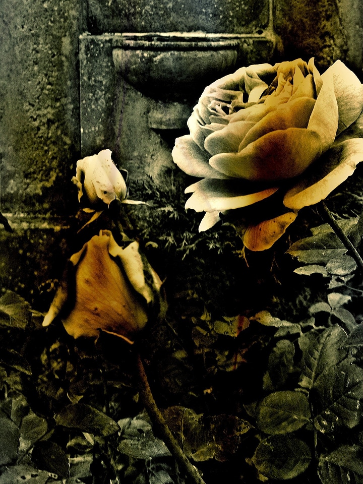 Grave stone nature