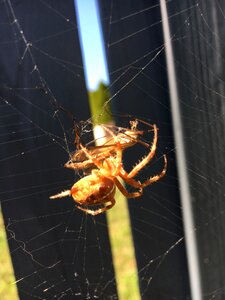 Spider webs web eat photo