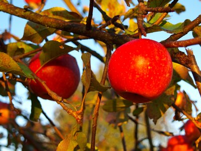 Autumn apples fruit photo