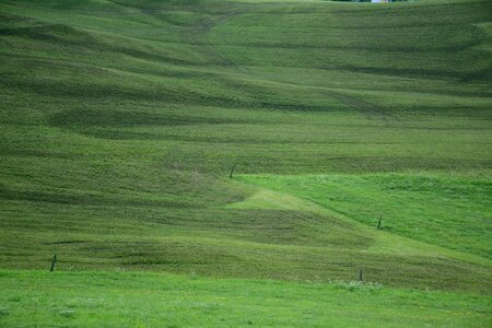 Grass south tyrol velvet photo