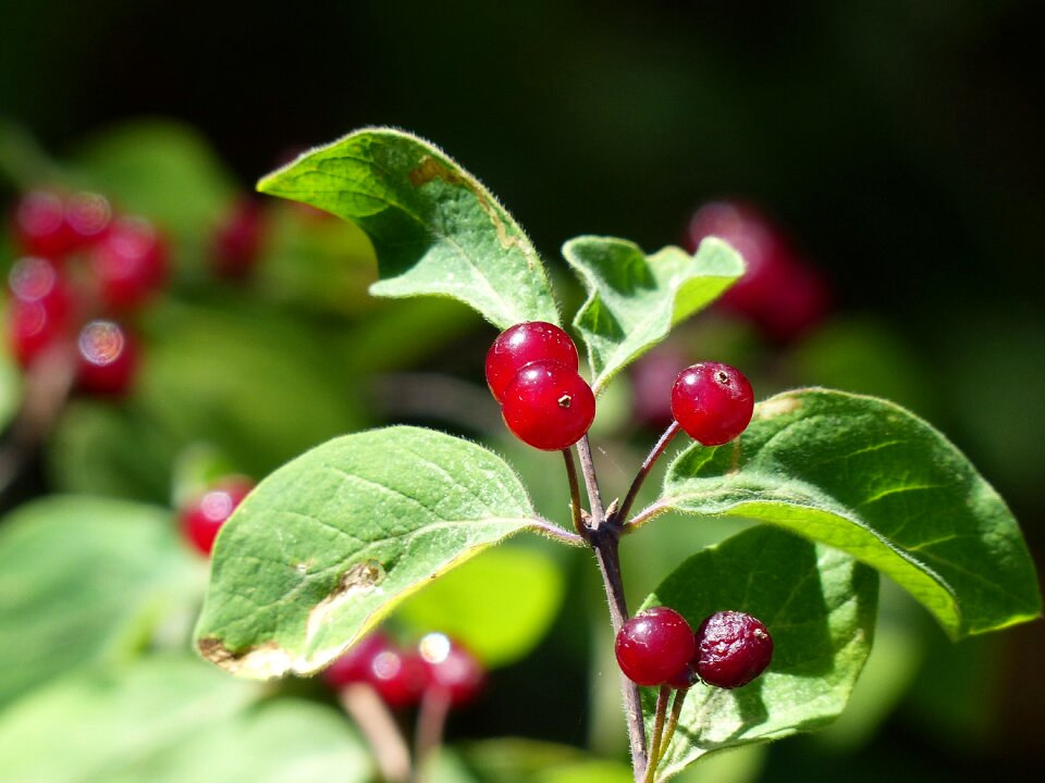 Berries wild summer