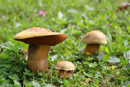 Forest mushroom close up forest mushrooms photo