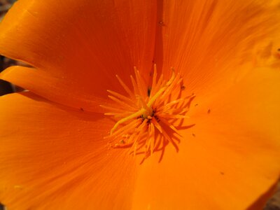 Pollens beasts macro