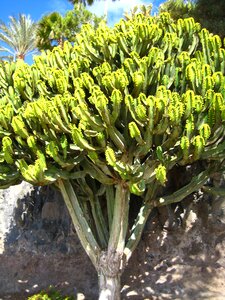 Tree fuerteventura cactus
