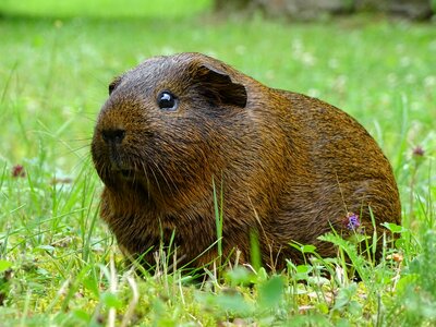 Cute agouti grass