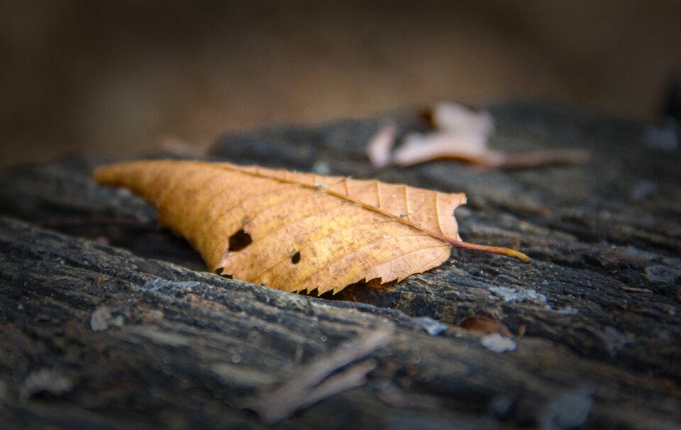 Autumn fall nature