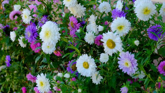 Violet nature flower