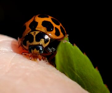 Garden beetle