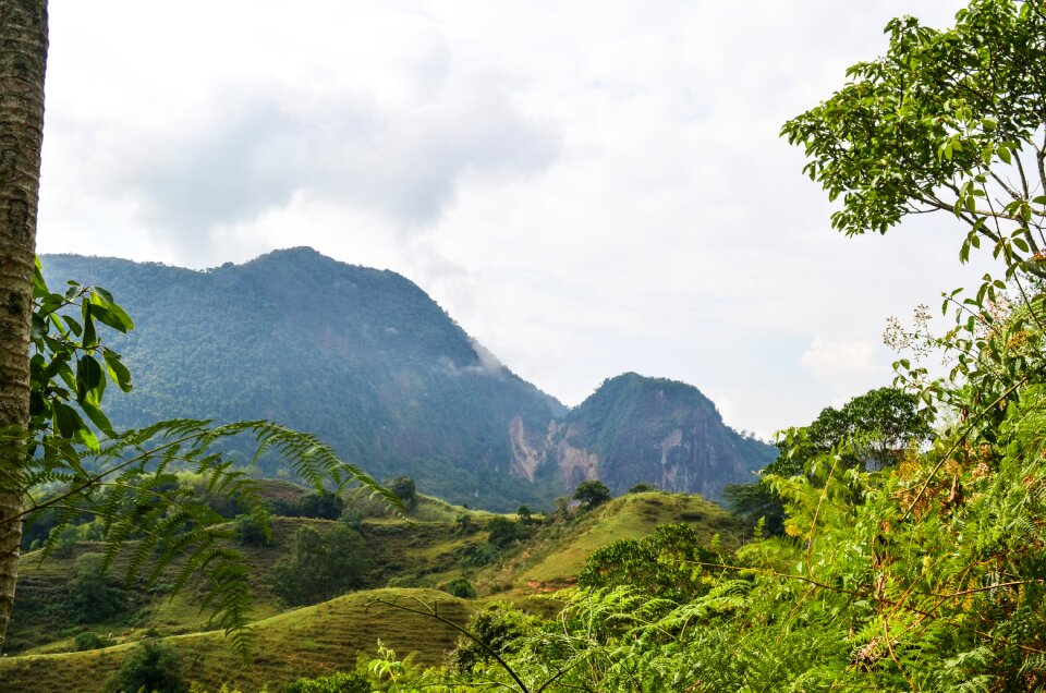 Tree field mountain