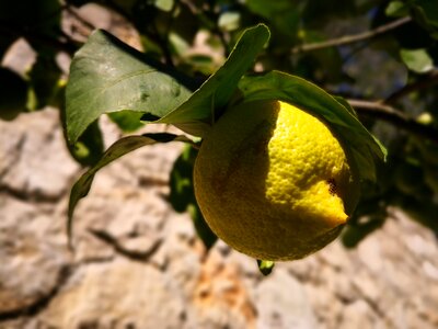 Plant flora sour