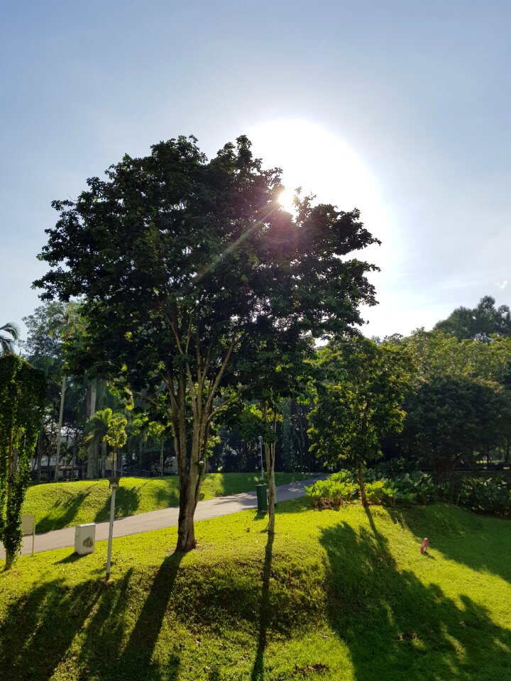 Trees landscape outdoors