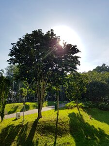 Trees landscape outdoors